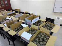 Image_1